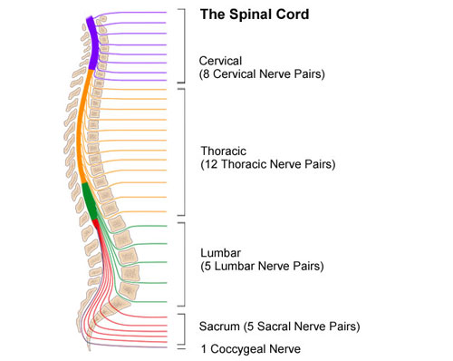 Different areas of spinal cord